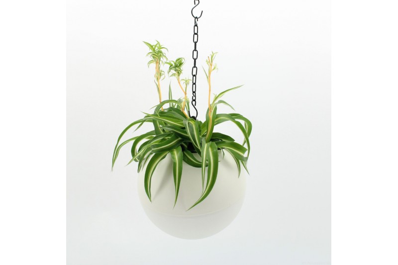 Arrangementen kamerplanten Globee Indoor Chlorophytum 113 1 pp Arrangementen kamerplanten Globee Indoor Chlorophytum 113 1 pp