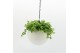 Arrangementen kamerplanten Globee Indoor Peperomia 115 1 pp 
