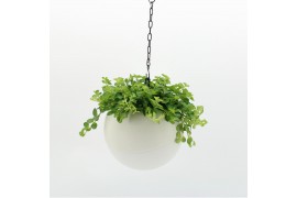Arrangementen kamerplanten Globee Indoor Peperomia 115 1 pp