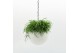 Arrangementen kamerplanten Globee Indoor Rhipsalis Cassutha 114 1 pp 