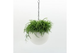 Arrangementen kamerplanten Globee Indoor Rhipsalis Cassutha 114 1 pp