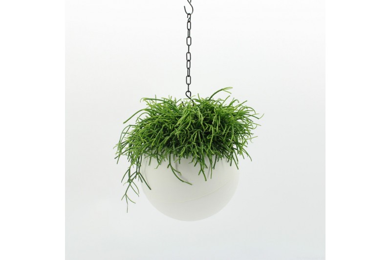 Arrangementen kamerplanten Globee Indoor Rhipsalis Cassutha 114 1 pp Arrangementen kamerplanten Globee Indoor Rhipsalis Cassutha 114 1 pp