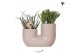 Succulenten mix Kolibri Greens - Tube sand 