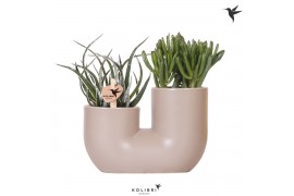 Succulenten mix Kolibri Greens - Tube sand