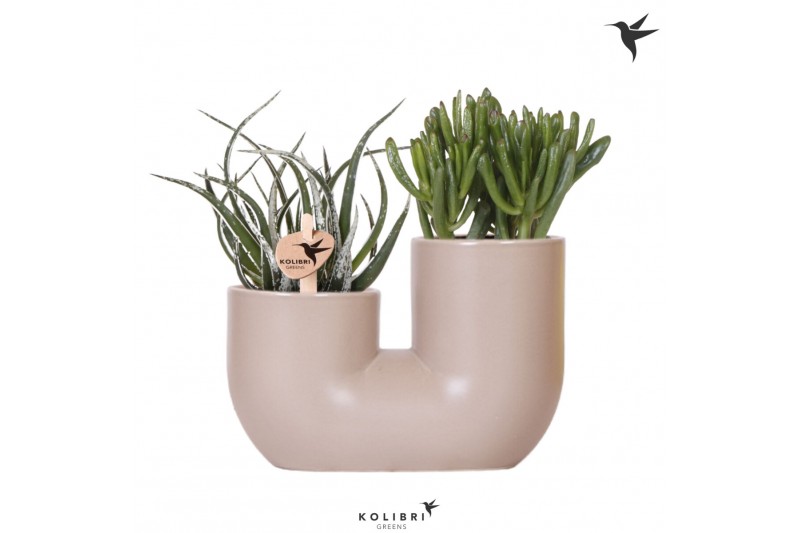 Succulenten mix Kolibri Greens - Tube sand 