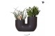 Succulenten mix Kolibri Greens - Tube black 