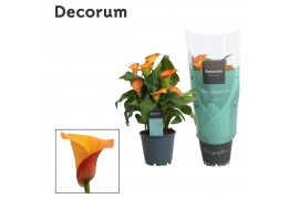 Zantedeschia morning sun decorum oranje