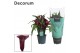 Zantedeschia paco decorum paars 