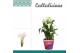 Zantedeschia crystal blush wit + potcover 