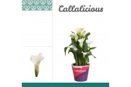 Zantedeschia crystal blush wit + potcover
