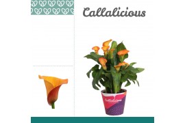 Zantedeschia morning sun oranje + potcover