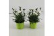 Dianthus dinah White - TonSurTon 
