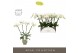 Phalaenopsis wit Theatro Jazz - 4 tak, 21+ bloem - Emilia Green Aquo 