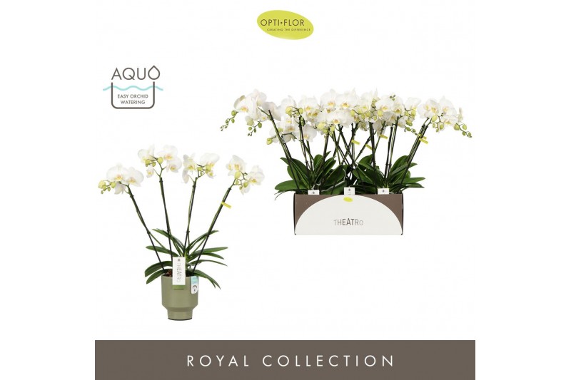 Phalaenopsis wit Theatro Jazz - 4 tak, 21+ bloem - Emilia Green Aquo 