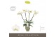 Phalaenopsis wit Theatro Jazz - 4 tak, 21+ bloem - Emilia Green Aquo 