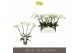 Phalaenopsis wit Theatro Jazz - 4 tak, 21+ bloem 