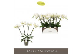 Phalaenopsis wit Theatro Jazz - 4 tak, 21+ bloem