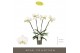 Phalaenopsis wit Theatro Jazz - 4 tak, 21+ bloem 