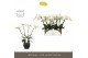 Phalaenopsis wit Theatro Jazz - 4 tak, 21+ bloem - Abruzzo Black Aquo 