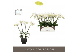 Phalaenopsis wit Theatro Jazz - 4 tak, 21+ bloem - Abruzzo Black Aquo