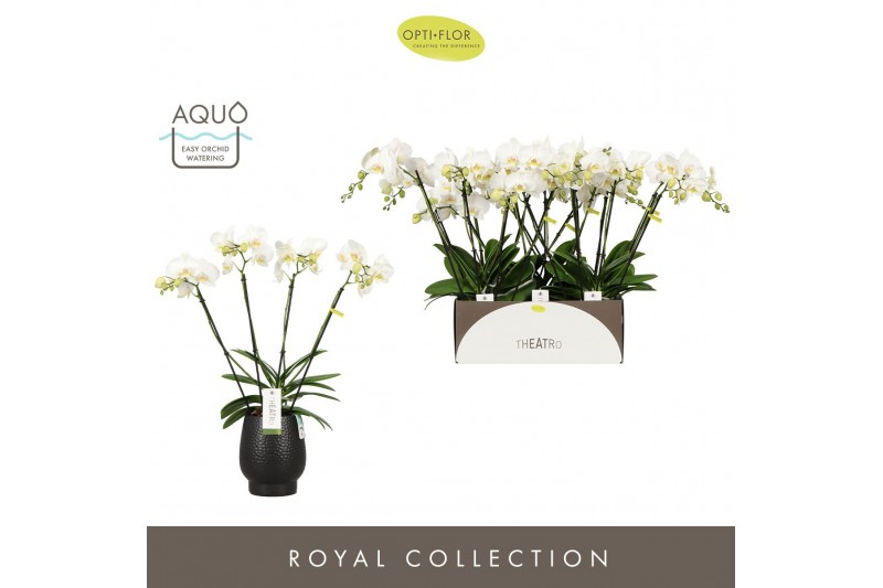 Phalaenopsis wit Theatro Jazz - 4 tak, 21+ bloem - Abruzzo Black Aquo 