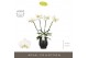 Phalaenopsis wit Theatro Jazz - 4 tak, 21+ bloem - Abruzzo Black Aquo 