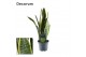 Sansevieria trifasciata laurentii Sansevieria Laurentii (Decorum) 3 pp 