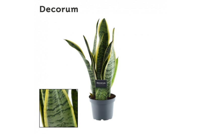 Sansevieria trifasciata laurentii Sansevieria Laurentii (Decorum) 3 pp 