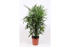 Rhapis excelsa