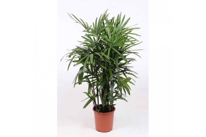 Rhapis excelsa 