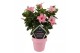 Mandevilla sundaville cream pink op rek 