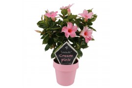 Mandevilla sundaville cream pink op rek