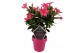 Mandevilla sundaville pink Classic Pink op rek 
