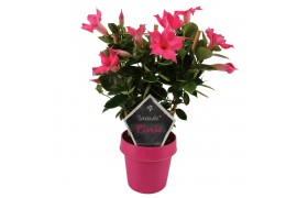 Mandevilla sundaville pink Classic Pink op rek