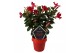 Mandevilla sundaville red op rek 