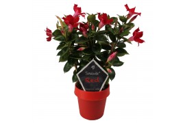 Mandevilla sundaville red op rek