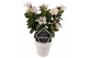 Mandevilla sundaville white op rek 