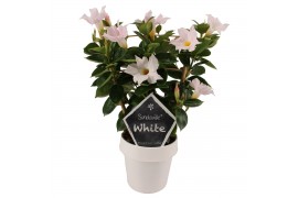 Mandevilla sundaville white op rek