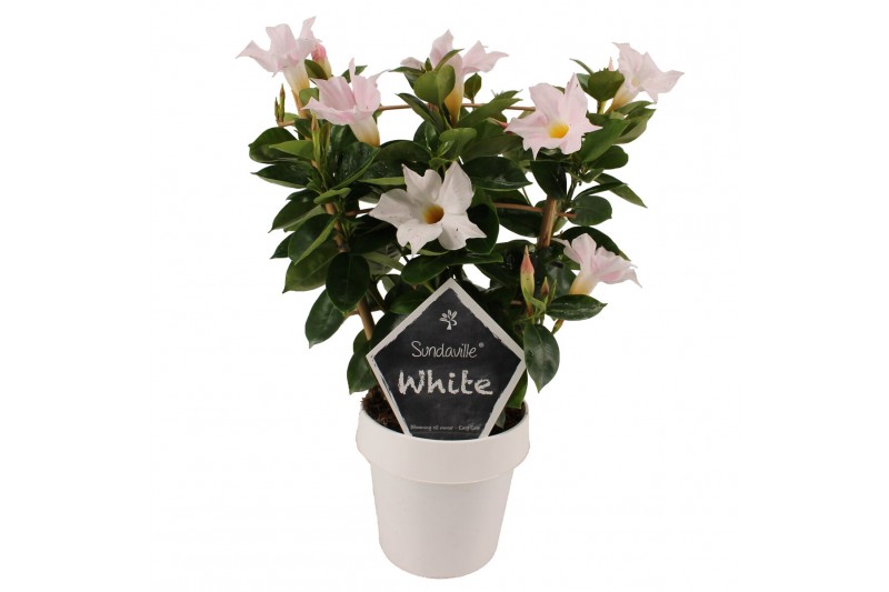 Mandevilla sundaville white op rek 