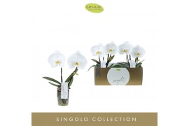 Phalaenopsis wit Singolo & Co - Tosha - 2 bloem
