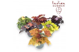 Heuchera indian summer mix laag
