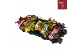 Heuchera indian summer mix tray