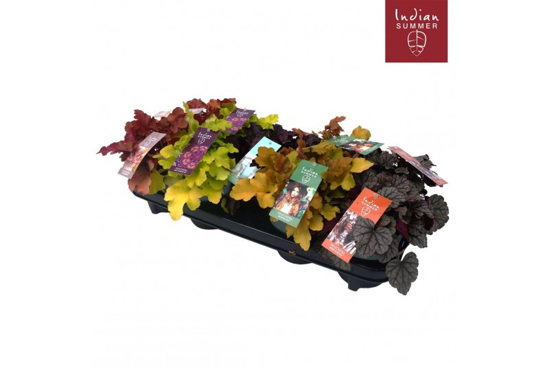 Heuchera indian summer mix tray 