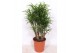Dracaena reflexa anita vertakt 