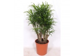 Dracaena reflexa anita vertakt