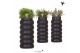 Rhipsalis mix Kolibri Greens in Bubble Falls Black 