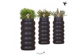 Rhipsalis mix Kolibri Greens in Bubble Falls Black
