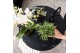 Rhipsalis mix Kolibri Greens in Bubble Falls Black 