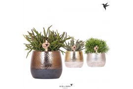 Rhipsalis mix in elite pot mix kolibri greens