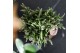 Rhipsalis mix in elite pot mix kolibri greens 